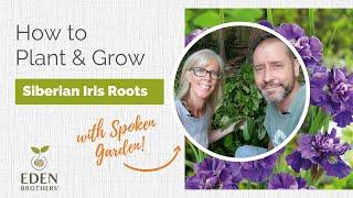 How to Plant and Grow Siberian Iris Roots