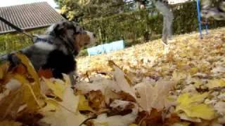aussie mini agility