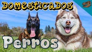 Domesticados: PERROS (¿Dónde y cuándo se domesticaron estos animales?)