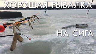 ХОРОШАЯ РЫБАЛКА НА СИГА