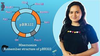 Funny trick to remember structure of pBR322