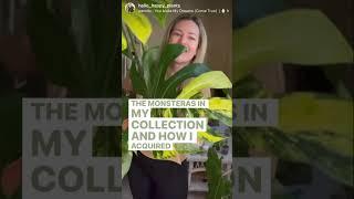 Weekly Monstera Series: Monstera Aurea #monstera #plant #variegatedmonstera #houseplant