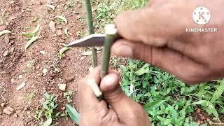 आम की कलम लगाने का आसान तरीका | Mango grafting