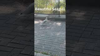 Seagull Revelling in the Heart of Nature ️