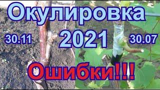 Окулировка без пробуждения щитком вприклад. Ошибки, недоработки.