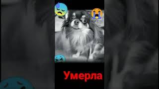 Миша умерла 