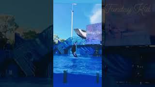 Orca Show | Killer Whale  | #shorts | #viral | #killerwhales