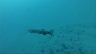 West Palm Beach Diving - Reefs and Wreck Corridor 11.29.18