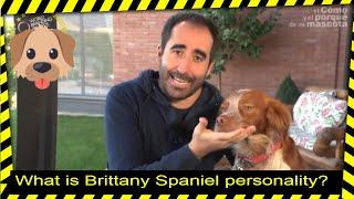  DOGS: What is Brittany Spaniel personality?