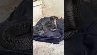 "Watch This Black Cobra Raise Its Hood!"