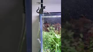 Super cool cat fishing decor- fun time #trending #shorts #plants #protips #nature #fishtankdecor