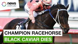 Iconic Australian racehorse Black Caviar dies aged 17