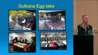 26 Clark Alaska Hatcheries   Gulkana Incubation in Gravel and  50 Temperatures