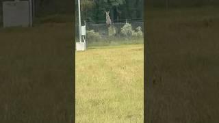 Deer Defies Gravity! Incredible Fence Jumping Moment! #shortsfeed #nature #shorts #deer #hunting