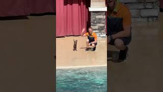 Otter
