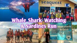 Vlog # 67 | Whale Shark Watching and Sardines Run | Wander Tinay 