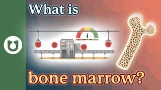 What is bone marrow? #bloodcancer