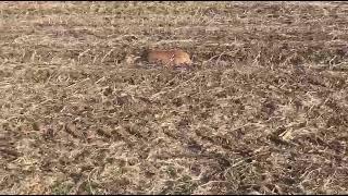 Amaphisi hunting#abazingeli#batsumi#hunter's point#greyhounds#saluki