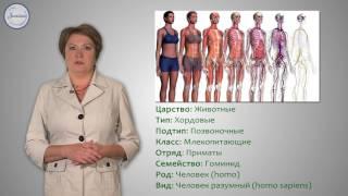 Биология 8 класс. Структура тела.  Место человека в живой природе