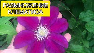 Размножение клематиса | САДОВЫЕ ДЕЛА #размножениеклематиса #клематис #черенкование #черенки #сад