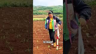 Why Chinese Farmers Use Plastic Bottles To Protect