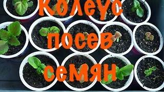 Колеус.Выращивание из семян. Как  вырастить колеус в домашних условиях.