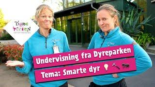 Undervisning fra Dyreparken: Smarte dyr   