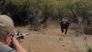 Buffalo charge, Buffalo hunting, Heym Double Rifles, Hunting Buffalo with double rifles, Safari.