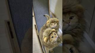 what are you doing#funny #pets #catcomedy #catvideos #cat #kucat #funnyanimal #kucingkita #funnycat