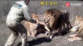 Taigan Lion Park /Парк Львов Тайган ： Олег Зубков, начальник охраны парка