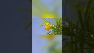 LIRIOS: La Flor de la Elegancia  Historia, Significado y Cuidados | Historias Del Planeta