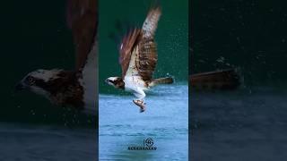 The Hunting Eagle of the Waters