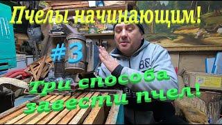  ПЧЕЛОВОДСТВО НАЧИНАЮЩИМ С НУЛЯ! #3 Три способа завести пчел!