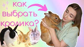 КАКУЮ ПОРОДУ ДЕКОРАТИВНОГО КРОЛИКА ЛУЧШЕ ВЫБРАТЬ? / КАК ВЫБРАТЬ ДЕКОРАТИВНОГО КРОЛИКА?