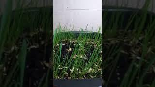 incredible rust of grass in 15 seconds | невероятный рост  травы за 15 сек #nature #plant #timelapse