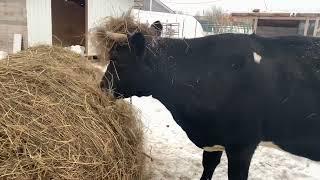 Сколько денег приносит корова. Бизнес на молоке 