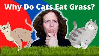 Why Does My Cat Eat Grass | Veterinarian Explains