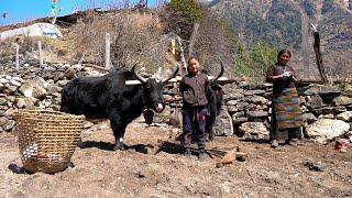 Tibetisches Dorfleben hoch im Himalaya. Leben in den Bergen