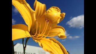 Taglilien Sorte Hemerocallis  `MDR-Garten Sommersonne Knageta`