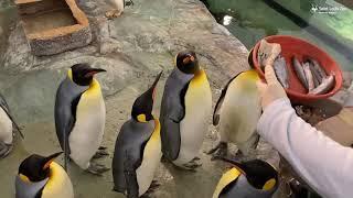 Feeding penguins at the Saint Louis Zoo