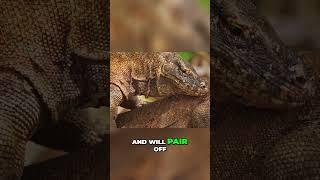 Komodo Dragons: Shocking Facts You Won’t Believe! #Shorts