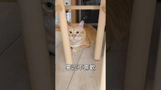 養貓之後每天都很充實，然後幾乎沒有出門，究竟是不愛出門所以養貓，還是養貓之後不愛出門呢 #薯球 #薯餅薯泥 #cat