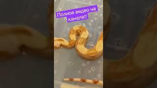 Кормим разморозкой! #zoo #zooanimals #экзотика #zoolife #reptile #едадома #удав #змея #shorts