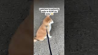 Japanese Akita Inu puppy SLAPS his sister | #shorts #akitainu #puppy #dogs