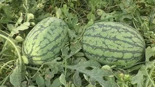  Water Melon । আধুনিক পদ্ধতিতে তরমুজ চাষ