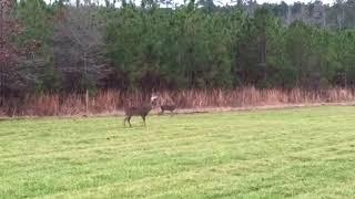 Poacher shoots deer right in front of us