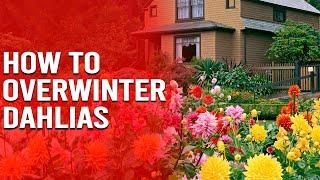 How to Overwinter Dahlias - How to Protect Dahlias from Winter