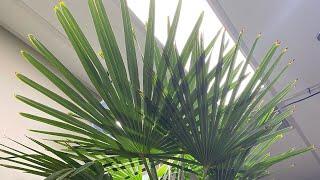 Prairie Palms #16 - Trachycarpus Fortunei “Windmill palm” indoor care guide