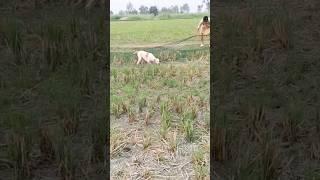 HUNTING QUAIL BEST ENGLISH POINTER DOG …. NETING QUAIL IN PAKISTAN 2024 #shorts