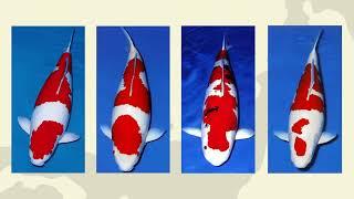 Kodama Koi Farm:  This Is Our Story